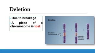 Deletion
 Due to breakage
 A piece of a
chromosome is lost
 