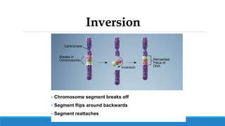 Inversion
 Chromosome segment breaks off
 Segment flips around backwards
 Segment reattaches
 