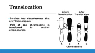 Translocation
 Involves two chromosomes that
aren’t homologous
 Part of one chromosome is
transferred to another
chromosomes
 