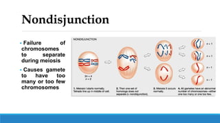 Nondisjunction
 Failure of
chromosomes
to separate
during meiosis
 Causes gamete
to have too
many or too few
chromosomes
 