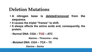 Deletion Mutations
 Normal DNA: CGA – TGC – ATC
Alanine – Threonine – stop
 Mutated DNA: CGA – TCA – TC
Alanine – Serine
 A nitrogen base is deleted/removed from the
sequence.
 It causes the triplet “frames” to shift.
 It always affects the amino acids and, consequently, the
protein.
 