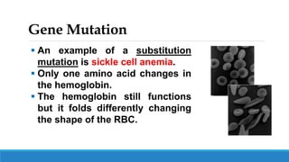 Gene Mutation
 An example of a substitution
mutation is sickle cell anemia.
 Only one amino acid changes in
the hemoglobin.
 The hemoglobin still functions
but it folds differently changing
the shape of the RBC.
 