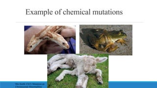 Example of chemical mutations
Mrs Smith: Ch13: Mutations an
Chromosomal Abnormalities
 