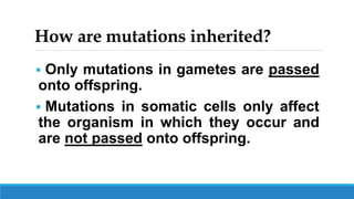 How are mutations inherited?
 Only mutations in gametes are passed
onto offspring.
 Mutations in somatic cells only affect
the organism in which they occur and
are not passed onto offspring.
 