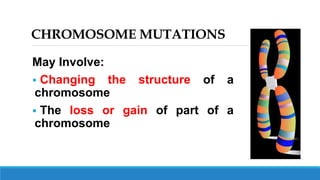 CHROMOSOME MUTATIONS
May Involve:
 Changing the structure of a
chromosome
 The loss or gain of part of a
chromosome
 