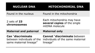 NUCLEAR DNA MITOCHONDRIAL DNA
Found in the nucleus Found in the mitochondria
2 sets of 23
chromosomes
Each mitochondria may have
several copies of the single
mtDNA molecule
Maternal and paternal Maternal only
Can “discriminate
between individuals of the
same maternal lineage”
Cannot “discriminate between
individuals of the same maternal
lineage”
 