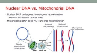 Nuclear DNA vs. Mitochondrial DNA
• Nuclear DNA undergoes homologous recombination
• Maternal and Paternal DNA are mixed
• Mitochondrial DNA does NOT undergo recombination
Paternal
chromosome
Maternal
chromosome
Offspring inherit
mixed chromosomes
Circular
Mitochondrial
chromosome
 