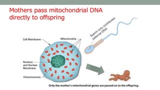 Mothers pass mitochondrial DNA
directly to offspring
 