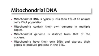 Mitochondrial DNA
 Mitochondrial DNA is typically less than 1% of an animal
cell’s DNA population.
 Mitochondria contain their own genome in multiple
copies.
 Mitochondrial genome is distinct from that of the
nucleus.
 Mitochondria have their own DNA and express their
genes to produce proteins in the ETC.
2
 