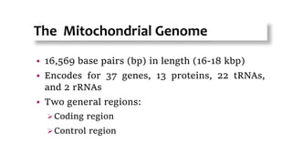 The Mitochondrial Genome
 16,569 base pairs (bp) in length (16-18 kbp)
 Encodes for 37 genes, 13 proteins, 22 tRNAs,
and 2 rRNAs
 Two general regions:
Coding region
Control region
9
 