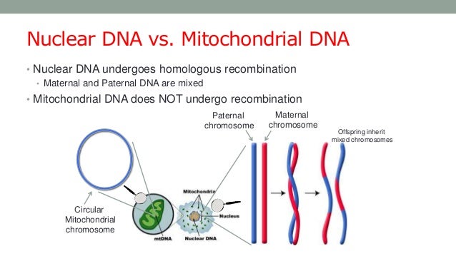 DNA and Mitochondria