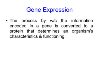 Regulation of Gene Expression | PPTX