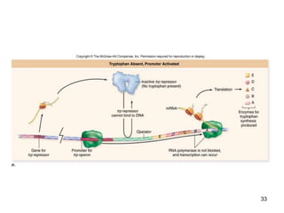 Regulation of Gene Expression | PPTX