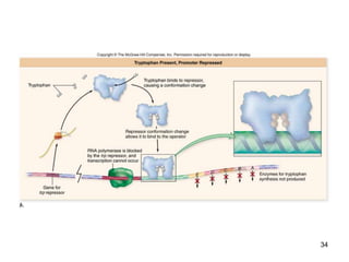 Regulation of Gene Expression | PPTX