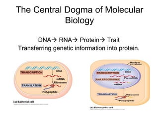 Regulation of Gene Expression | PPTX