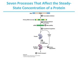 Regulation of Gene Expression | PPTX