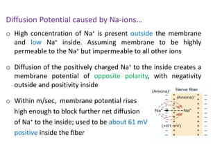 o High concentration of Na+ is present outside the membrane
and low Na+ inside. Assuming membrane to be highly
permeable to the Na+ but impermeable to all other ions
o Diffusion of the positively charged Na+ to the inside creates a
membrane potential of opposite polarity, with negativity
outside and positivity inside
o Within m/sec, membrane potential rises
high enough to block further net diffusion
of Na+ to the inside; used to be about 61 mV
positive inside the ﬁber
Diffusion Potential caused by Na-ions…
 