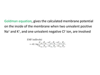 Goldman equation, gives the calculated membrane potential
on the inside of the membrane when two univalent positive
Na+ and K+, and one univalent negative Cl– ion, are involved
 