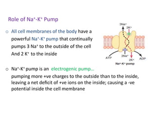 Role of Na+-K+ Pump
o All cell membranes of the body have a
powerful Na+-K+ pump that continually
pumps 3 Na+ to the outside of the cell
And 2 K+ to the inside
o Na+-K+ pump is an electrogenic pump…
pumping more +ve charges to the outside than to the inside,
leaving a net deﬁcit of +ve ions on the inside; causing a -ve
potential inside the cell membrane
 