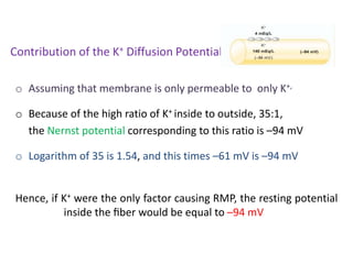 Contribution of the K+ Diffusion Potential
o Assuming that membrane is only permeable to only K+,
o Because of the high ratio of K+ inside to outside, 35:1,
the Nernst potential corresponding to this ratio is –94 mV
o Logarithm of 35 is 1.54, and this times –61 mV is –94 mV
Hence, if K+ were the only factor causing RMP, the resting potential
inside the ﬁber would be equal to –94 mV
 