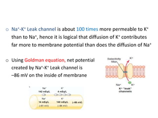 o Na+-K+ Leak channel is about 100 times more permeable to K+
than to Na+, hence it is logical that diffusion of K+ contributes
far more to membrane potential than does the diffusion of Na+
o Using Goldman equation, net potential
created by Na+-K+ Leak channel is
–86 mV on the inside of membrane
 