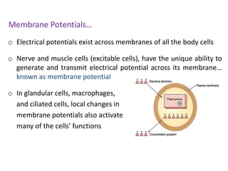 Membrane Potentials…
o Electrical potentials exist across membranes of all the body cells
o Nerve and muscle cells (excitable cells), have the unique ability to
generate and transmit electrical potential across its membrane…
known as membrane potential
o In glandular cells, macrophages,
and ciliated cells, local changes in
membrane potentials also activate
many of the cells’ functions
 