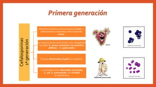 Primera generación
Cefalosporinas
1ªgeneración Altamente efectiva contra bacterias Gram+ y
relativamente moderada contra bacterias
Gram-
La mayoría de los cocos Gram+ son susceptibles
(excepto S. aureus resistente a la meticilina
[MRSA] y S. epidermidis)
El grupo Bacteroides fragilis es resistente
La actividad contra Moraxella catarrhalis,
E. coli, K. pneumoniae y P. mirabilis
es satisfactoria
 