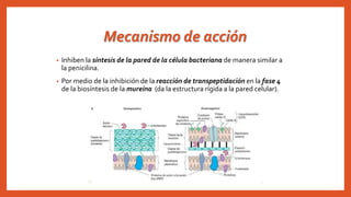 Mecanismo de acción
• Inhiben la síntesis de la pared de la célula bacteriana de manera similar a
la penicilina.
• Por medio de la inhibición de la reacción de transpeptidación en la fase 4
de la biosíntesis de la mureína (da la estructura rígida a la pared celular).
 