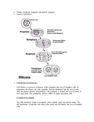  Nuclear membrane reappears and nucleoli reappear
 Leads to cytokitnesis.
1. Cell division (cytokinesis.)
Cell division is a process of division of the cytoplasm into two (2) daughter cells. In
preparation for division the cells organelles become distributed into the two (2) cells.
After the nuclear division (karyokinesis.) the cytoplasm is divided into two (2) (more or
less) equal parts. The cytoplasmic division differs in animal and plants cells.
Cytokinesis in animals.
The cells membrane begins to invaginate where spindle equal was present earlier. The
cell membranes of opposite ends meet at the centre and cell divides into two (2) daughter
cells.
 