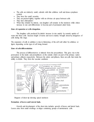  The cells are relatively small, cuboids with thin cellulose wall and dense cytoplasm
content.
 They have few small vacuoles.
 They are packed tightly together with no obvious air space between cells.
 They lack chloroplasts’.
 When they divided by mitosis, one daughter cell remains in the meristem while others
increase in size and differentiate to become part of permanent plant body.
Zone of expansion or cells elongation.
The daughter cells produced by initials increase in size mainly by osmotic uptake of
water into these cells. Increase length of stems and root is mainly brought about by elongation of
cells during this stage.
The expansion of cells in addition is due to thickening of the cell wall either by cellulose or
lignin depending on the type of cell being formed.
Zone of cells differentiation
The process of differentiation is initiated from the procambium. This gives rise to the
protoxylem in the inside and protophloem on the outside which are part of the primary xylem
and primary phloem respectively. Between the xylem and phloem, there are cells that retain the
ability to divide. They form the vascular cambium.
Diagram of shoot tip showing apical meristem
Formation of leaves and Lateral buds.
Growth and development of the shoot also includes growth of leaves and lateral buds.
Leaves arise from small swellings or ridges containing groups of meristematic cells.
 