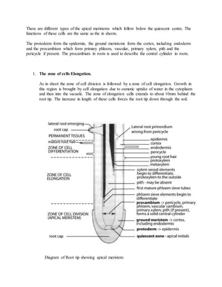 These are different types of the apical meristems which follow below the quiescent centre. The
functions of these cells are the same as the in shoots.
The protoderm form the epidermis, the ground meristems form the cortex, including endoderm
and the procambium which form primary phloem, vascular, primary xylem, pith and the
pericycle if present. The procambium in roots is used to describe the central cylinder in roots.
1. The zone of cells Elongation.
As in shoot the zone of cell division is followed by a zone of cell elongation. Growth in
this region is brought by cell elongation due to osmotic uptake of water in the cytoplasm
and then into the vacuole. The zone of elongation cells extends to about 10mm behind the
root tip. The increase in length of these cells forces the root tip down through the soil.
Diagram of Root tip showing apical meristem
 