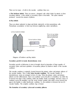 There are two types of cells in the vascular cambium these are;
a) The fusiform initials. These are narrow , elongated cells which divide by mitosis to form
secondary phloem to the outside or secondary xylem to the inside . The xylem material
produced exceeds the amount of phloem.
b) Ray initials
These are almost spherical in shape and divide mitotically to form parenchyma cells.
Parenchyma accumulates to form rays between neighboring xylem and phloem.
Diagram of Fusiform and Ray initials
Secondary growth in woody dicotyledonous stem
Secondary growth or thickening in stem is brought about by deposition of large quantity of
secondary xylem and lesser quantities of secondary phloem by fusiform initials of the vascular
cambium.
The vascular cambium is originally located between the primary xylem and primary phloem of
the vascular bundles. This is called lutoa fascular cambium. The vascular bundles of
dicotyledonous stems are arranged in form of a ring. When the primary xylem and primary
phloem are first differentiated, there is no cambium across the pith or a medullary ray which lies
in between the edges of the cambium within the bundles divide accordingly and form a layer of
cambium across the medullary rays.The newly formed cambial strip which occurs between the
gaps in the bundles is called interfaxular cambium. I.e. the cambium in between the two (2)
vascular bundles. The complete cambium ring is formed.
The formation of secondary xylem and secondary phloem.
 