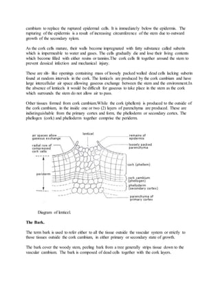 cambium to replace the ruptured epidermal cells. It is immediately below the epidermis. The
rupturing of the epidermis is a result of increasing circumference of the stem due to outward
growth of the secondary xylem.
As the cork cells mature, their walls become impregnated with fatty substance called suberin
which is impermeable to water and gases. The cells gradually die and lose their living contents
which become filled with either resins or tannins.The cork cells fit together around the stem to
prevent dessical infection and mechanical injury.
These are slit- like openings containing mass of loosely packed walled dead cells lacking suberin
found at random intervals in the cork. The lenticels are produced by the cork cambium and have
large intercellular air space allowing gaseous exchange between the stem and the environment.In
the absence of lenticels it would be difficult for gaseous to take place in the stem as the cork
which surrounds the stem do not allow air to pass.
Other tissues formed from cork cambium.While the cork (phellem) is produced to the outside of
the cork cambium, in the inside one or two (2) layers of parenchyma are produced. These are
indistinguishable from the primary cortex and form, the phelloderm or secondary cortex. The
phellogen (cork) and phelloderm together comprise the periderm.
Diagram of lenticel.
The Bark.
The term bark is used to refer either to all the tissue outside the vascular system or strictly to
those tissues outside the cork cambium, in either primary or secondary state of growth.
The bark cover the woody stem, peeling bark from a tree generally strips tissue down to the
vascular cambium. The bark is composed of dead cells together with the cork layers.
 