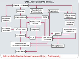 Microcellular Mechanisms of Neuronal Injury: Excitotoxicity
 