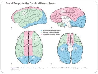 Blood Supply to the Cerebral Hemispheres
 