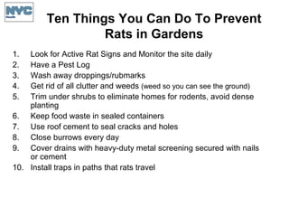 1. Look for Active Rat Signs and Monitor the site daily
2. Have a Pest Log
3. Wash away droppings/rubmarks
4. Get rid of all clutter and weeds (weed so you can see the ground)
5. Trim under shrubs to eliminate homes for rodents, avoid dense
planting
6. Keep food waste in sealed containers
7. Use roof cement to seal cracks and holes
8. Close burrows every day
9. Cover drains with heavy-duty metal screening secured with nails
or cement
10. Install traps in paths that rats travel
Ten Things You Can Do To Prevent
Rats in Gardens
 