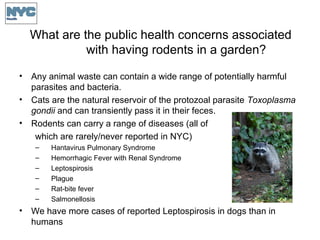 What are the public health concerns associated
with having rodents in a garden?
• Any animal waste can contain a wide range of potentially harmful
parasites and bacteria.
• Cats are the natural reservoir of the protozoal parasite Toxoplasma
gondii and can transiently pass it in their feces.
• Rodents can carry a range of diseases (all of
which are rarely/never reported in NYC)
– Hantavirus Pulmonary Syndrome
– Hemorrhagic Fever with Renal Syndrome
– Leptospirosis
– Plague
– Rat-bite fever
– Salmonellosis
• We have more cases of reported Leptospirosis in dogs than in
humans
 