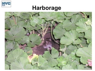 Harborage
 