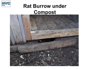 Rat Burrow under
Compost
 