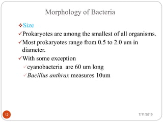 Morphology of Bacteria
Size
Prokaryotes are among the smallest of all organisms.
Most prokaryotes range from 0.5 to 2.0 um in
diameter.
With some exception
cyanobacteria are 60 um long
Bacillus anthrax measures 10um
7/11/201912
 