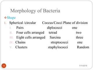 Morphology of Bacteria
Shape
1. Spherical /circular Coccus/Cocci Plane of division
I. Pairs diplococci one
II. Four cells arranged tetrad two
III. Eight cells arranged Sarcina three
IV. Chains streptococci one
V. Clusters staphylococci Random
7/11/201913
 
