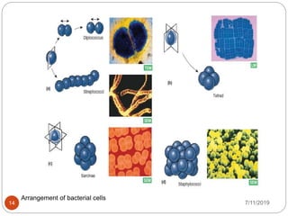  Arrangement of bacterial cells
7/11/201914
 