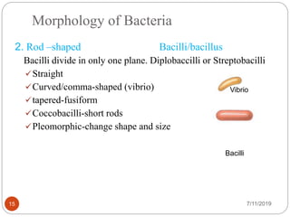 Morphology of Bacteria
2. Rod –shaped Bacilli/bacillus
Bacilli divide in only one plane. Diplobaccilli or Streptobacilli
Straight
Curved/comma-shaped (vibrio)
tapered-fusiform
Coccobacilli-short rods
Pleomorphic-change shape and size
Vibrio
7/11/201915
Bacilli
 