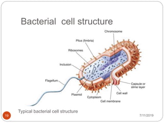7/11/201919
Typical bacterial cell structure
Bacterial cell structure
 