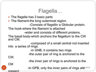 Flagella…
7/11/201924
 The flagella has 3 basic parts
 The filament-the long outermost region.
-Consists of flagellin a Globular protein.
The hook-where the filament is attached
-wider and consists of different proteins.
The basal body-which anchors the flagellum to the CW
and CM.
-composed of a small central rod inserted
into a series of rings.
-in GNB, it contains two rings
-the outer pair of ring is anchored to the
CW.
-the inner pair of rings is anchored to the
CM
-In GPB, only the inner pairs of rings are
 