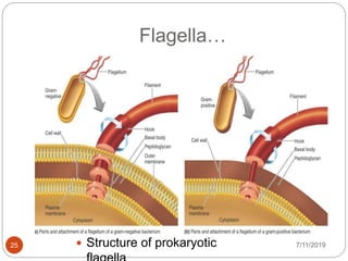 Flagella…
7/11/201925  Structure of prokaryotic
 
