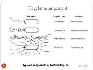 Flagelar arrangement
Typical arrangements of bacterial flagella. 7/11/201927
 
