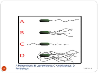 7/11/201928
A-Monotrichous; B-Lophotrichous; C-Amphitrichous; D-
Peritrichous;
 