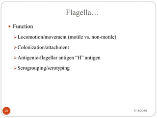 Flagella…
 Function
Locomotion/movement (motile vs. non-motile)
Colonization/attachment
Antigenic-flagellar antigen “H” antigen
Serogrouping/serotyping
7/11/201929
 