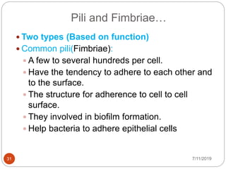 Pili and Fimbriae…
 Two types (Based on function)
 Common pili(Fimbriae):
 A few to several hundreds per cell.
 Have the tendency to adhere to each other and
to the surface.
 The structure for adherence to cell to cell
surface.
 They involved in biofilm formation.
 Help bacteria to adhere epithelial cells
7/11/201931
 